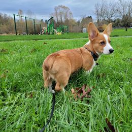 Pembroke Welsh Corgi Puppies from Sunflower Farms