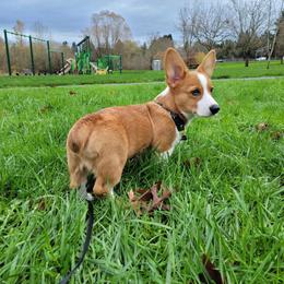 Pembroke Welsh Corgi Puppies from Sunflower Farms