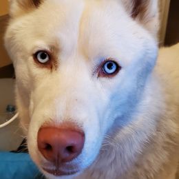 Siberian Huskies from Mystic Siberian Huskies & Best Friends