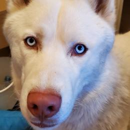 Siberian Huskies from Mystic Siberian Huskies & Best Friends