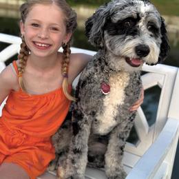 Bernedoodle, Bernese Mountain Dog, and Poodle Puppies from Bubbling Springs Doodles, LLC