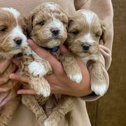 Assorted Doodle Crosses, Bernedoodles, Cavachons, Goldendoodles, and Spanish Water Dogs from PitterPatterPuppiesNJ