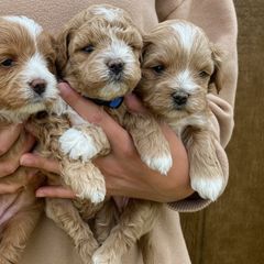 Assorted Doodle Crosses, Bernedoodles, Cavachons, Goldendoodles, and Spanish Water Dogs from PitterPatterPuppiesNJ