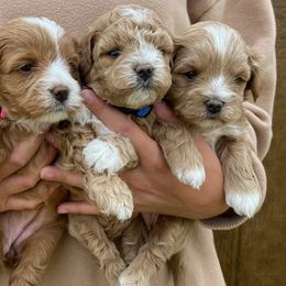 Assorted Doodle Crosses, Bernedoodles, Cavachons, Goldendoodles, and Spanish Water Dogs from PitterPatterPuppiesNJ