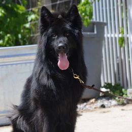 Nova - German Shepherd