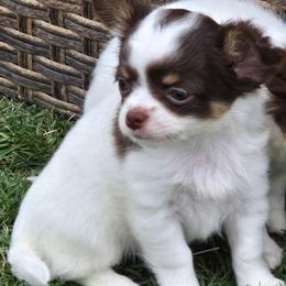 Princess - Silver and white female Chihuahua puppy in Amity, Pennsylvania from Baxters Chihuahuas
