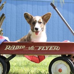 Cardigan Welsh Corgi Puppies from Penfro Corgis