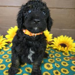 Orange collar - Phantom male Poodle puppy in Spring Branch, Texas from Bear Hills kennel