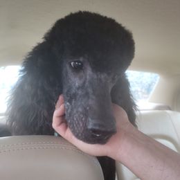 Dillon - Poodle