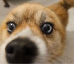Trixie - Pomsky