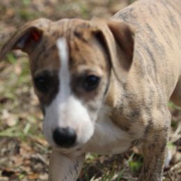 Whippet Puppies from Wise Heart Whippets