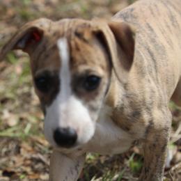Whippet Puppies from Wise Heart Whippets