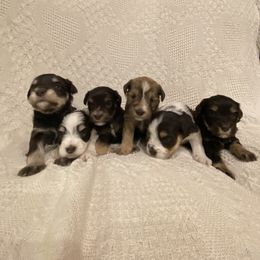 Miniature Schnauzer puppies from Arsement Farms