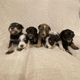 Miniature Schnauzer puppies from Arsement Farms