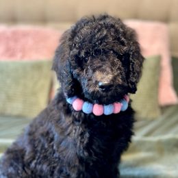Trixie - Black female Goldendoodle puppy in Dayton, Ohio from Perks Court Doodles