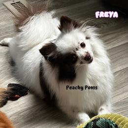 Freya - Pomeranian
