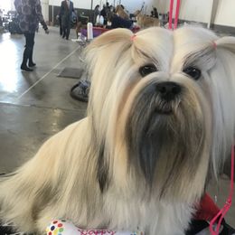 Lexa - Lhasa Apso