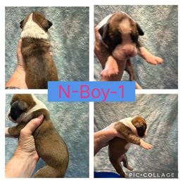 N-Boy-1 - Brindle male Boxer puppy in Evington, Virginia from Buffalo Creek Boxers