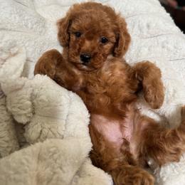 Oaklynn - Red female Cavapoo puppy in Ville Platte, Louisiana from The Barkery