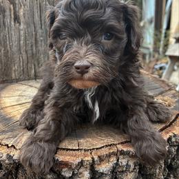 Roland - Brown and white male Aussiedoodle puppy in Oklahoma City, Oklahoma from Foneb Farm - The F1B Farm