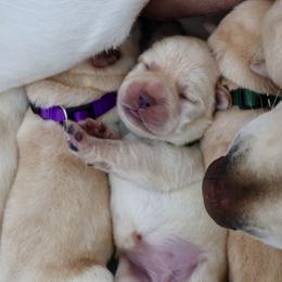 Labrador Retriever Puppies from Pride Rock Labradors