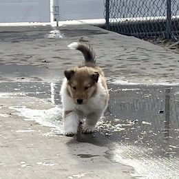 Collie Puppies from Cadie's Collies