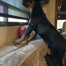 Rottweiler and Yorkshire Terrier Puppies from Superior Family Kennels