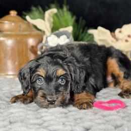 Pink girl - Phantom female Bernedoodle puppy in Waukesha, Wisconsin from Bernedoodle Boutique (and Cavapoos)