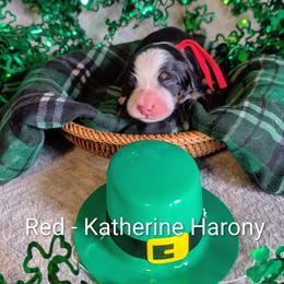 Red - Katherine Harony - Black rust and white female Bernese Mountain Dog puppy in Marion, Indiana from Zarah's Bernese Mountain Dogs