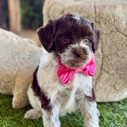 Chocolate roan - Chocolate female Australian Labradoodle puppy in Anderson, California from Shaggy Doodles