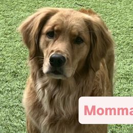 Golden Retrievers from GWPups