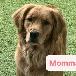Golden Retrievers from GWPups
