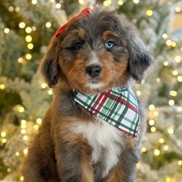 Autumn (girl) - Blue merle female Bernedoodle puppy in Bellville, Ohio from Bernedoodle Buddies