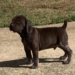 German Shorthaired Pointers from Squirrel Oak Farms