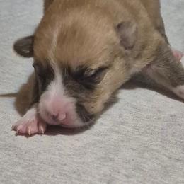 Elsa - Fawn female Pembroke Welsh Corgi puppy in Checotah, Oklahoma from Skoal Creek Corgi's