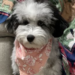 Aussiedoodles and Bernedoodles from Heart J Bernedoodles