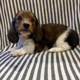 MM MALE 1 - Piebald male Dachshund puppy in Elkhart, Indiana from Hart City Dachshunds