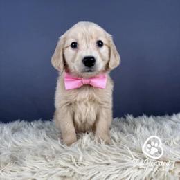 Bowser - Cream male Companion Cross puppy in Utah County, Utah from Big Hearted Breeders