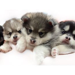Pomsky Puppies from My Half Pint Pups