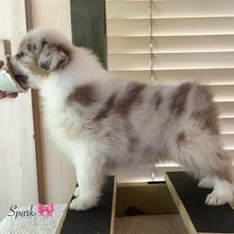 Spark - Red merle female Australian Shepherd puppy in Murrayville, Georgia from Mountain Ridge Aussies