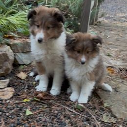 Dario - Sable and white male Shetland Sheepdog puppy in Portland, Oregon from Mountain Ash Farms