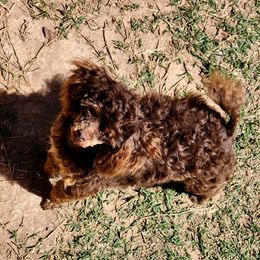 Goldendoodle and Poodle Puppies from Poodles Perfected