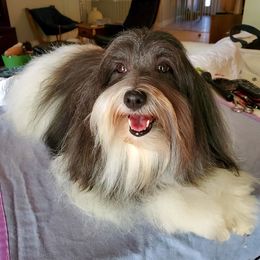 Rikki - Coton de Tulear