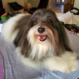Rikki - Coton de Tulear