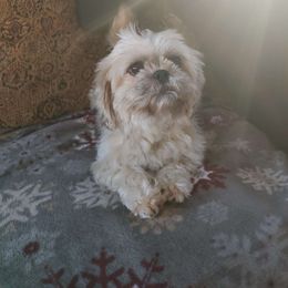 Minnie - Shih Tzu