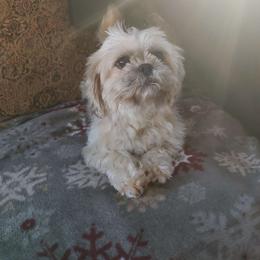 Minnie - Shih Tzu