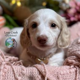 Dove - Piebald female Dachshund puppy in Fayetteville, West Virginia from Loop Creek Dachshunds