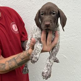 Remington - Liver roan female German Shorthaired Pointer puppy in Port Charlotte, Florida from Lazy K GSP's