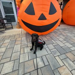 Labrador Retriever Puppies from Rose Gold Retrievers