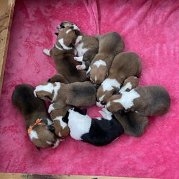 Pembroke Welsh Corgi Puppies from Western Star Corgis